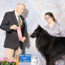 Belgian Sheepdogs from Sans Soleil