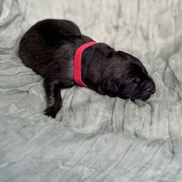 Red collar - Black and beige male Shiloh Shepherd puppy in Watchung, New Jersey from Blue Moon Shilohs