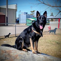 Cain - Bi-color male German Shepherd puppy in Motley, Minnesota from Von Thomson Haus