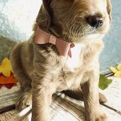 Double Doodle Puppies from North Texas Golden Mountain Doodles