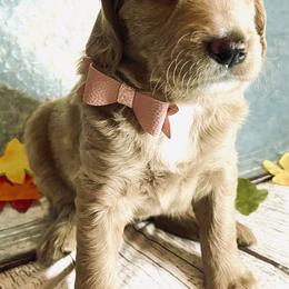 Double Doodle Puppies from North Texas Golden Mountain Doodles