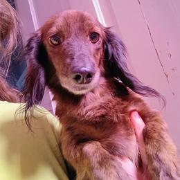 Brynn - Dachshund
