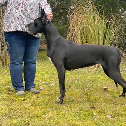 Great Dane All Grown Up from Evergreen Danes