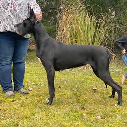 Great Dane All Grown Up from Evergreen Danes