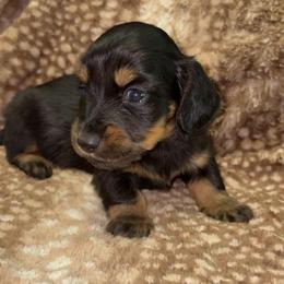 Dutton (PET ONLY) - Black and tan male Dachshund puppy in Goldthwaite, Texas from Mini Mama Dachshunds