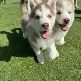 Siberian Husky Puppies from Young Orchard Siberians