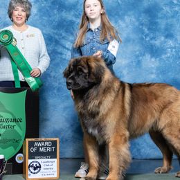 Mobi - Leonberger
