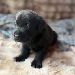 Trek - Black male Labrador Retriever puppy in Sweet Home, Oregon from Knotty Creek Labradors