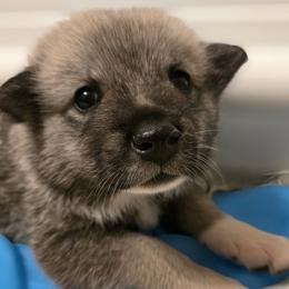 Green Boy - Wheaten male Norwegian Buhund puppy in Lawton, Michigan from J-Lyn