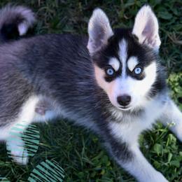 Justice - Tri-color male Pomsky puppy in Redding, California from Spirit Pomskies