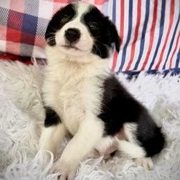 Willie - Black and white male Border Collie puppy in Cleveland, North Carolina from Morning Glory Farm-border collies/Beyond Brilliant Dog Co.