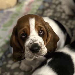 Boy 2 - Basset Hound puppy in Gilbert, Arizona from Redhead Hounds
