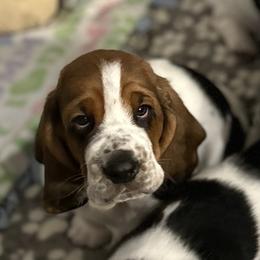 Boy 2 - Basset Hound puppy in Gilbert, Arizona from Redhead Hounds