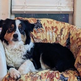 Ziva - Australian Shepherd