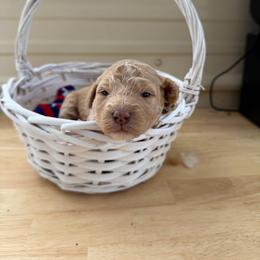 Ruby - Red  female Goldendoodle puppy in Cherry Tree, Pennsylvania from Plum Creek Acres Next Generation