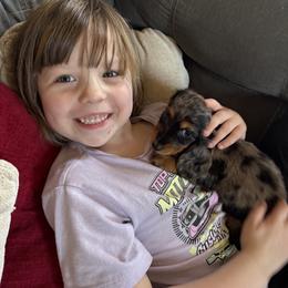 Dachshund Puppies from Birkin’ Paws