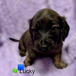 Lucky - Brindle male Dachshund puppy in Huntington, Arkansas from Rockstar.Weiners