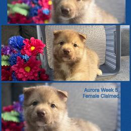 Franky - Red and white female Siberian Husky puppy in Canton, Ohio from Bleu Skies Siberian Huskies