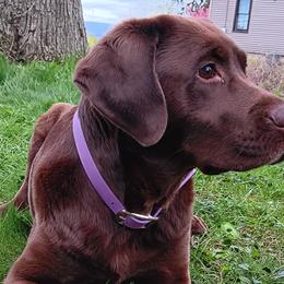 Labrador Retrievers from Western Valley Retrievers