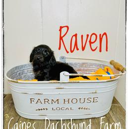 Raven - Brindle female Dachshund puppy in Cincinnati, Ohio from Caines Dachshund Farm