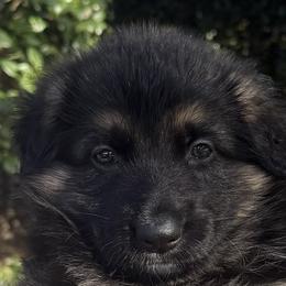 Roxy - Black and tan female German Shepherd puppy in Central Florida, Florida from Vom Furstenhund