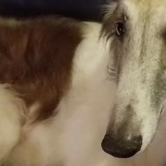 Borzois from Syskiyou Borzoi
