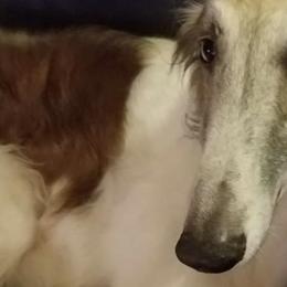 Borzois from Syskiyou Borzoi
