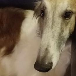 Borzois from Syskiyou Borzoi