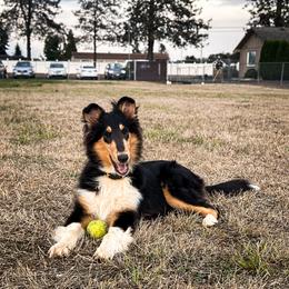 Collie Puppies from Meissa Collies