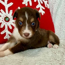 Daphne - Red tri-color female Australian Shepherd puppy in Blomkest, Minnesota from Meljestic Farms