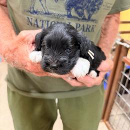 Billy - Black male Miniature Schnauzer puppy in Comanche, Texas from Circle R Sidney