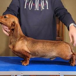 Neo - Dachshund