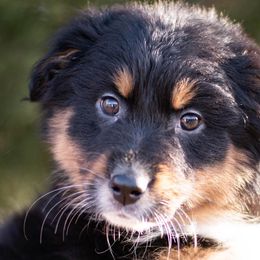 Black Tri Female - Australian Shepherd puppy in Tribby, Oklahoma from DNA 16B Aussie Farms
