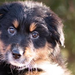 Black Tri Female - Australian Shepherd puppy in Tribby, Oklahoma from DNA 16B Aussie Farms