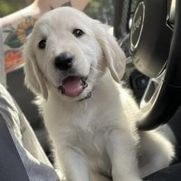 Golden Retriever Puppies from Clover Creek Goldens