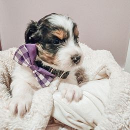 Australian Shepherd Puppies from Lake Daze