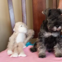 Miniature Schnauzer Puppies from Sumerwynd Miniature Schnauzers