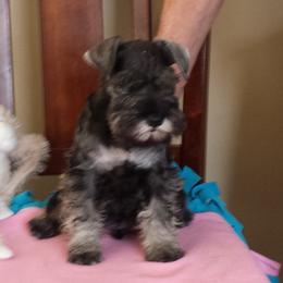 Miniature Schnauzer Puppies from Sumerwynd Miniature Schnauzers