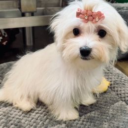 Sydney - Maltese