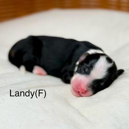 Landy - female Australian Mountain Doodle puppy in Sterling, Colorado from North 40 Doodles