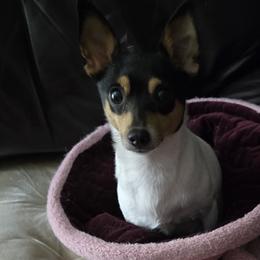 Toy Fox Terriers from Kitsune