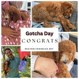 Irish Doodle and Poodle Puppies from Heavenly Poodles