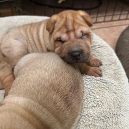 Girl 2 - Red fawn female Chinese Shar-Pei puppy in Fairfield, Texas from Majesty SharPei