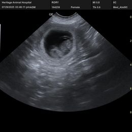 Finnish Lapphund puppies from Tulikettu Kennel