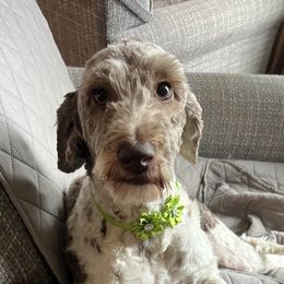 Pipin - Australian Labradoodle