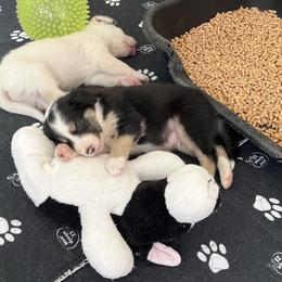 Týr - Tri-color male Border Collie puppy in New Bern, North Carolina from New Bern Border Collies