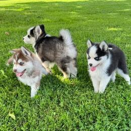 Pomsky and Siberian Husky Puppies from Hemlock Pines Pomsky