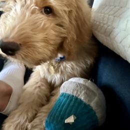 Goldendoodle Puppies from Oodles of Doodles