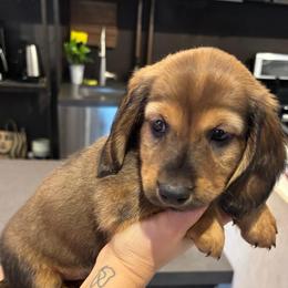 Boy 2 - Sable male Dachshund puppy in Miami, Florida from Marble Dachshunds