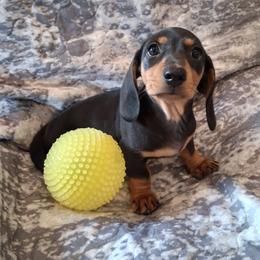 Waffles - Black and tan male Dachshund puppy in Clarkston, Michigan from Dax Place